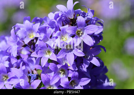 Nahaufnahme von Campanula lactiflora Blumen in voller Blüte Stockfoto