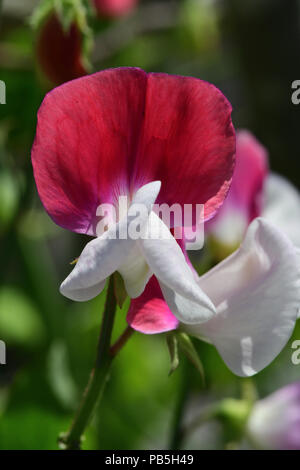 Makroaufnahme eines Sweet pea Blume (Lathyrus Odoratus) Stockfoto