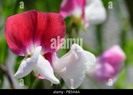 Makroaufnahme eines Sweet pea Blume (Lathyrus Odoratus) Stockfoto