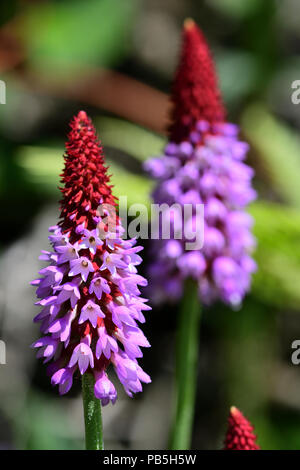 Nahaufnahme von Orchis Primeln in voller Blüte Stockfoto