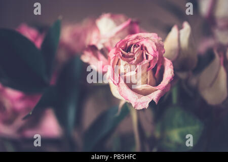 Closeup Makro von schönen Ausschreibung verdorrte alte Rosa Gelb rote Rosen Blumen auf verblasste verschwommenen Hintergrund Tönen mit Filtern in Retro Vintage Style mit Stockfoto