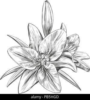 Blumen blühen Lilien Vector Illustration Hand gezeichnet Vektor-illustration realistische Skizze Stock Vektor