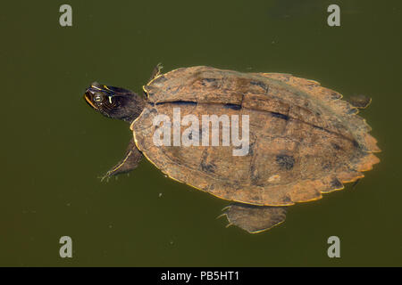 Northern Karte turtle (Graptemys geographica) oder gemeinsame Karte Schildkröte, Maryland, gefährdete Arten Stockfoto