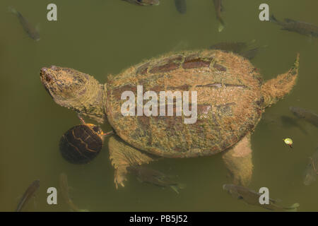 Schildkroten Chrysemys Picta Gemalt Schildkrote Maryland Reiten Auf Ruckseite Einrasten Chelydra Serpentina Ernahren Sich Von Algen Auf Panzer Stockfotografie Alamy