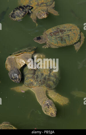 Einrasten der Schildkröten, Chelydra serpentina, Paarung, gemalte Schildkröte (Chrysemys picta) der Versuch, Algen, Shell, Snapper im Hintergrund Essen, und Bluegi Stockfoto