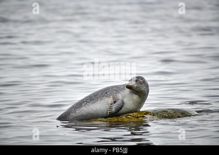 Seehunde (Phoca vitulina), Spitzbergen oder Spitzbergen, Europa Stockfoto