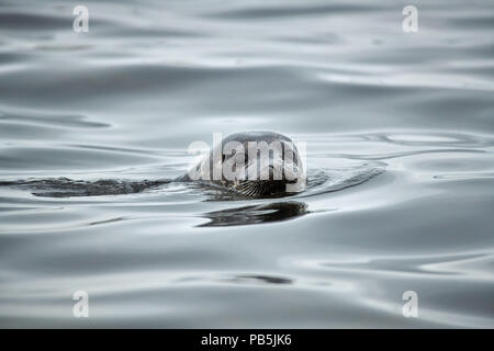 Schwimmen Seehunde, Phoca vitulina oder Spitzbergen, Svalbard, Europa Stockfoto