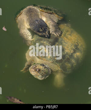 Einrasten der Schildkröten, Chelydra serpentina, Paarung, Maryland Stockfoto