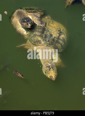 Einrasten der Schildkröten, Chelydra serpentina, Paarung, und Bluegills, Lepomis macrochirus, Maryland Stockfoto