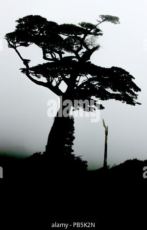 Würgefeige, Ficus aurea, tropischer Regenwald, Costa Rica, Guanacaste Nationalpark Stockfoto