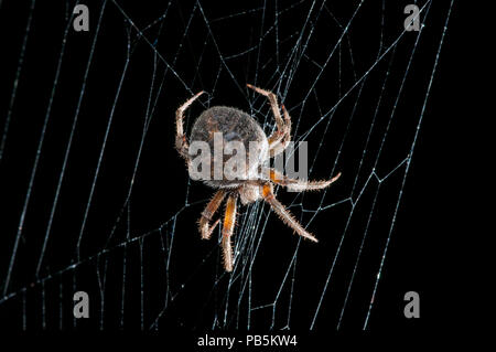 Leavenworth, Kansas. Gefleckte Orb Weaver spider {Neoscona crucifera} im Web in der Nacht. Stockfoto