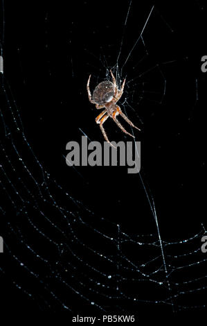 Leavenworth, Kansas. Gefleckte Orb Weaver spider {Neoscona crucifera} im Web in der Nacht. Stockfoto