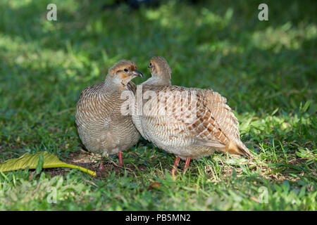 Maui, Hawaii. Ein Paar der männlichen Grau Francolins, Francolinus pondicerianus. Stockfoto