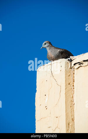 Maui, Hawaii. Zebra Taube; Geopelia striata sitzen auf der Dachterrasse. Stockfoto