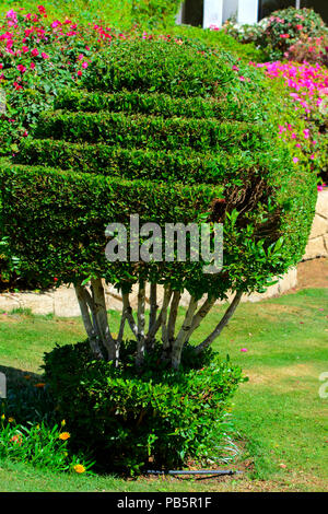 Gepflegte Bush von einem wunderschön 7/8 immergrünen Strauch box-Baum auf dem Hintergrund der helle grüne kurzes Gras und einem unscharfen Hintergrund Stockfoto