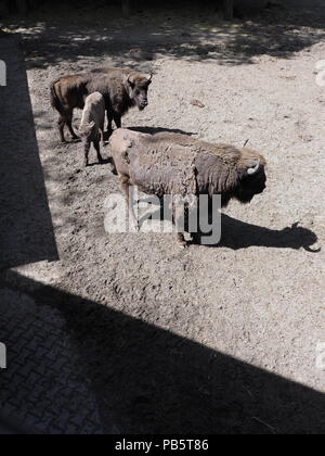 Familie von drei wilden Wisente stehen auf sandigem Boden im Gehäuse in Pszczyna Stadt in Polen im Jahr 2018, warmen, sonnigen Frühlingstag im Mai - Vertikal. Stockfoto