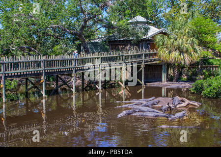 Promenade in der nativen Sumpf & Vogel rookery in St. Augustine Alligator Farm Tierpark in St Augustine Florida Stockfoto