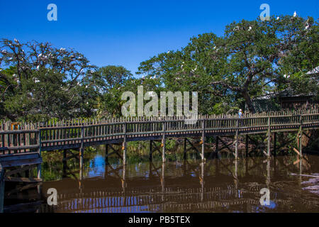 Promenade in der nativen Sumpf & Vogel rookery in St. Augustine Alligator Farm Tierpark in St Augustine Florida Stockfoto