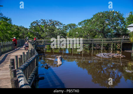 Promenade in der nativen Sumpf & Vogel rookery in St. Augustine Alligator Farm Tierpark in St Augustine Florida Stockfoto