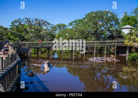 Promenade in der nativen Sumpf & Vogel rookery in St. Augustine Alligator Farm Tierpark in St Augustine Florida Stockfoto