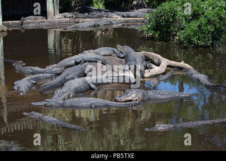 Alligaors im nativen Sumpf & Vogel rookery in St. Augustine Alligator Farm Tierpark in St Augustine Florida Stockfoto