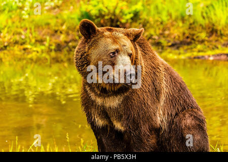 Grizzly Bär in der Nähe von Teich sitzen auf der Suche Stockfoto