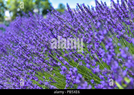 Lavendel Bush auf dem Feld, Nahaufnahme, Grignan, Provence, Frankreich, Blumen in voller Blüte Stockfoto
