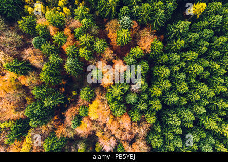 Herbst Wald mit bunten Bäume und Blätter von oben im Luftbild während drone Flug als Hintergrund und Schablone übernommen Stockfoto