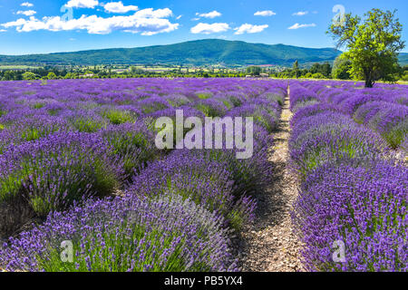 Duftig lavendel Zeilen in der Nähe von Sault, Provence, Frankreich, Lavendelfeld mit Bergen im Hintergrund, Departement Vaucluse, Region Provence-Alpes-Côte d'Azur Stockfoto