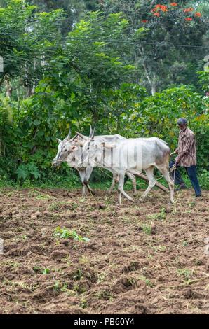 Naralapura, Karnataka, Indien - November 1, 2013: Ältere Menschen Pflüge braunen Schmutz Land mit Hilfe von zwei schlanken whit Ochsen in einem span. Grüne wald als backgro Stockfoto