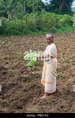 Naralapura, Karnataka, Indien - November 1, 2013: Ältere ergrauten Frau in orange beige Sari steht auf frisch gepflügten Feld braun mit grünen Bananenstaude Stockfoto