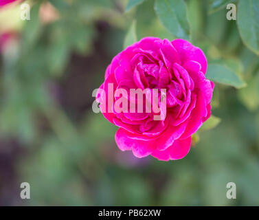 Ein einzelnes Hot Pink Rose in voller Blüte im Garten Stockfoto