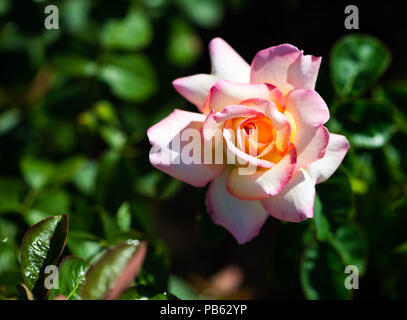 Einen einzigen hellen rosa Rose in voller Blüte im Garten Stockfoto