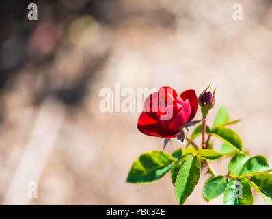 Eine einzelne rote Rose im Garten von selbst in der Blüte Stockfoto