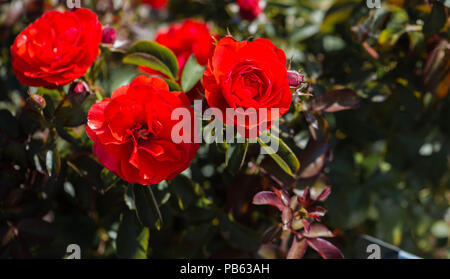 Drei helle rote Rosen in voller Blüte im Garten Stockfoto