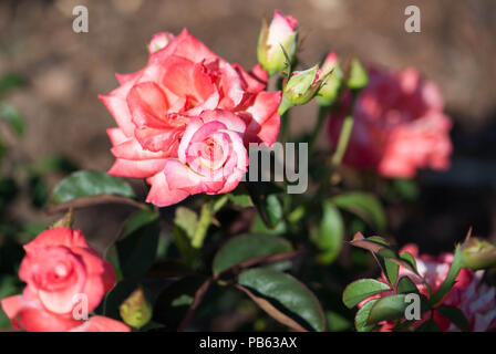Schönen Pfirsich rosa Rosen im Garten blühen Stockfoto