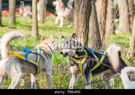 Zwei Hundeschlittenrennen husky Hunde kämpfen mit Kabelbaum und Ketten auf unter den Bäumen vor dem hundeschlittenrennen Rennen. Stockfoto