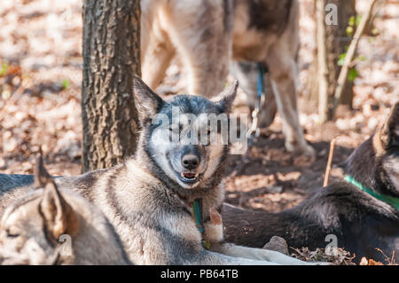 Mehrere Husky und malamute Hunde warten vor dem hundeschlittenrennen Racing in grüner Umgebung im Wald. Stockfoto