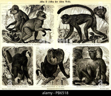 . English: Tafel: Affen II (Affen der Alten Welt) Hulman (Semnopithecus Entellus). 1/10 Rußfarbene Meerkatze (Cercopithecus Fuliginosus). 1/6 (Art. Meerkatze.) Mantelpavian (Cynocephalus Hamadryas). 1/8. (Art. Pavian.) Wanderu (macacus Silen). 1/10. (Art. Makako.) Gibbon (Hylobates Lar). 1/8. (Art. Gibbon.) Englisch: Meyers Konversationslexikon - Vol. 1 - II Seite 140 - Alt- Welt- Affen. Von 1885 bis 1890 1021 Meyers b1 s 0140 b Stockfoto