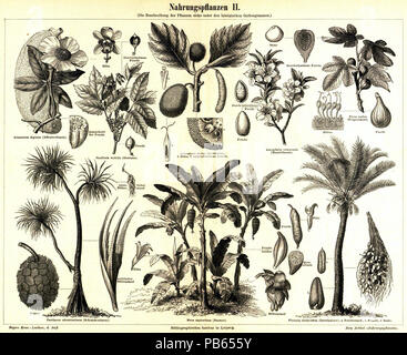 . English: Tafel" Nahrungspflanzen II", abgebildet sind (Original-Bildunterschriften): Adansonia digitata (Affenbrotbaum) Biflorus communis (Mandelbaum) Artocarpus incisa (Brotfrucht) Ficus Carica (Feigenbaum) Musa sapientium (Banane) Pandanus Odoratissimus (schraubenbaum) Paullinia sorbilis (Guarana) Dattelpalme (Phoenix dactylifera). Von 1885 bis 1890 1026 Meyers b 11 s 0988 b Stockfoto