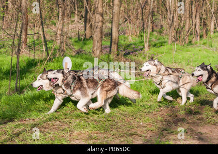 Husky und malamute sleddogs Laufen in einem grünen Wald Umwelt. Stockfoto