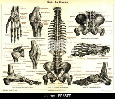 . Englisch: Meyers Konversationslexikon - Vol.2 - Platte zu Seite 311 - Menschliche Bänder (Transkription: Siehe Website Retrobibliothek.de [1]) Deutsch: Tafel: Bänder des Menschen Bänder der on the left side Hand, Handrücken linkes Kniegelenk von vorn, geöffnet Bänder am Becken, hintere Fläche Speiche Ellbogenbein Bänder des Handgelenks Handwurzel Bänder zwischen Handwurzel u. Mittelhand Mittelhandknochen 1. Fingerglied 2. Fingerglied Seitenbänder der Finger Nagelglied Oberschenkelbein hintere Kreuzband Vorderes Kreuzband Halbmondförmiger Knorpel Kapselband des Wadenbeinköpfchens Schienbein Wa Stockfoto