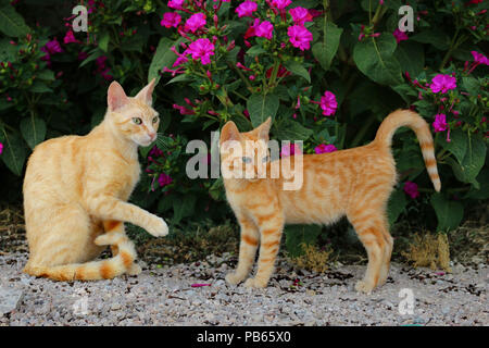 Zwei Hauskatzen, Ingwer, vor einem blühenden Pflanze Stockfoto