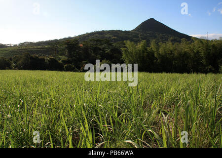 Junge Zuckerrohr Pflanzen auf einem Feld in der Nähe der Black River Gorges National Park in Mauritius Stockfoto