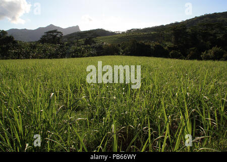 Junge Zuckerrohr Pflanzen auf einem Feld in der Nähe der Black River Gorges National Park in Mauritius Stockfoto