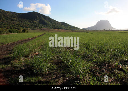 Das Zuckerrohr Feld mit sehr jungen Pflanzen vor der Halbinsel Le Morne Brabant und die umgebende Lagune an der südwestlichen Spitze von Mauritius Stockfoto