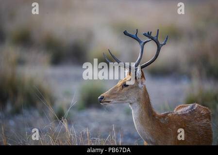 Barasingha, ein Reh aus dem Wald von zentralen Indien Stockfoto