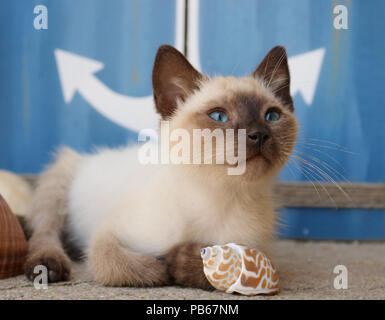 Porträt einer Siam Kitten (Thai), 6 Wochen alt, Seal Point Stockfoto