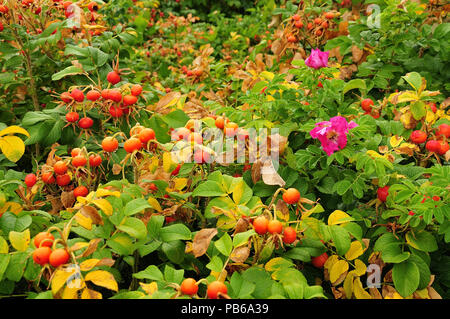 Große Hecke von Rosa rugosa mit rote Hagebutten und rosa Blüten nach regen Stockfoto