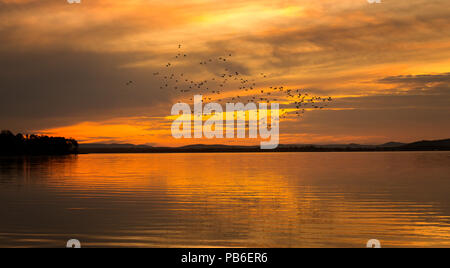 Silhouette der Vögel Flug über ein unscharfer Sonnenuntergang von einem See, Erstellen einer Hintergrund- oder Tapeten. Stockfoto